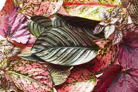 A close up of a varieties of pink leaves