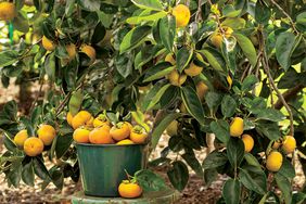 harvesting persimmons