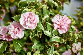 Rose of Sharon