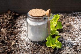 jar of diatomaceous earth next to lettuce seedlings growing in soil