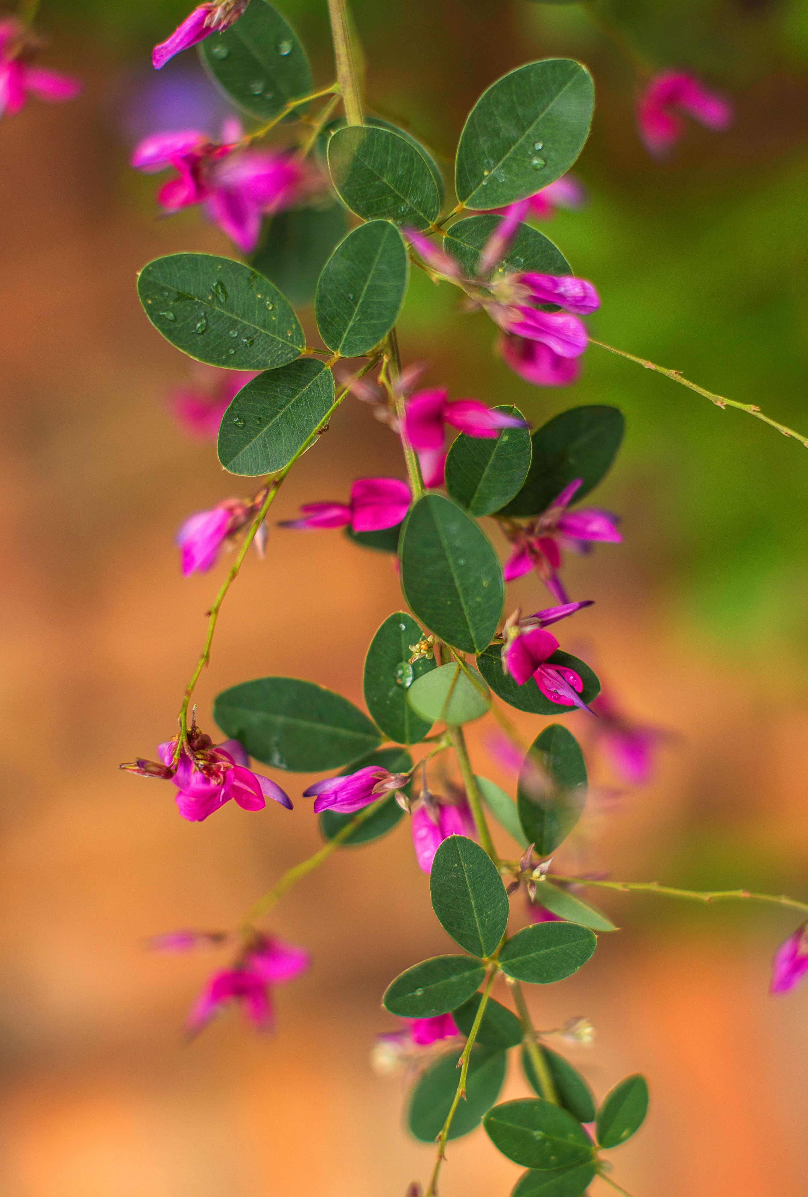 bush clover lespedeza