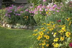 lush flower bed with black eyed susans and other plants