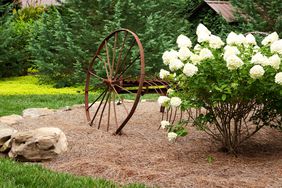 Hydrangea bush with pine needle mulch