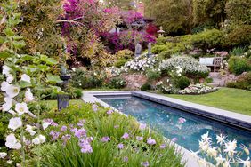 English garden design with pool, lawn and blooming flowers