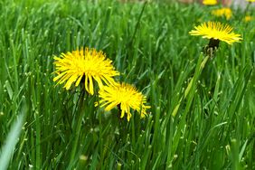 close up of dandelion flowers in lawn