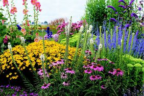 echinacea coreopsis liatris and delosperma