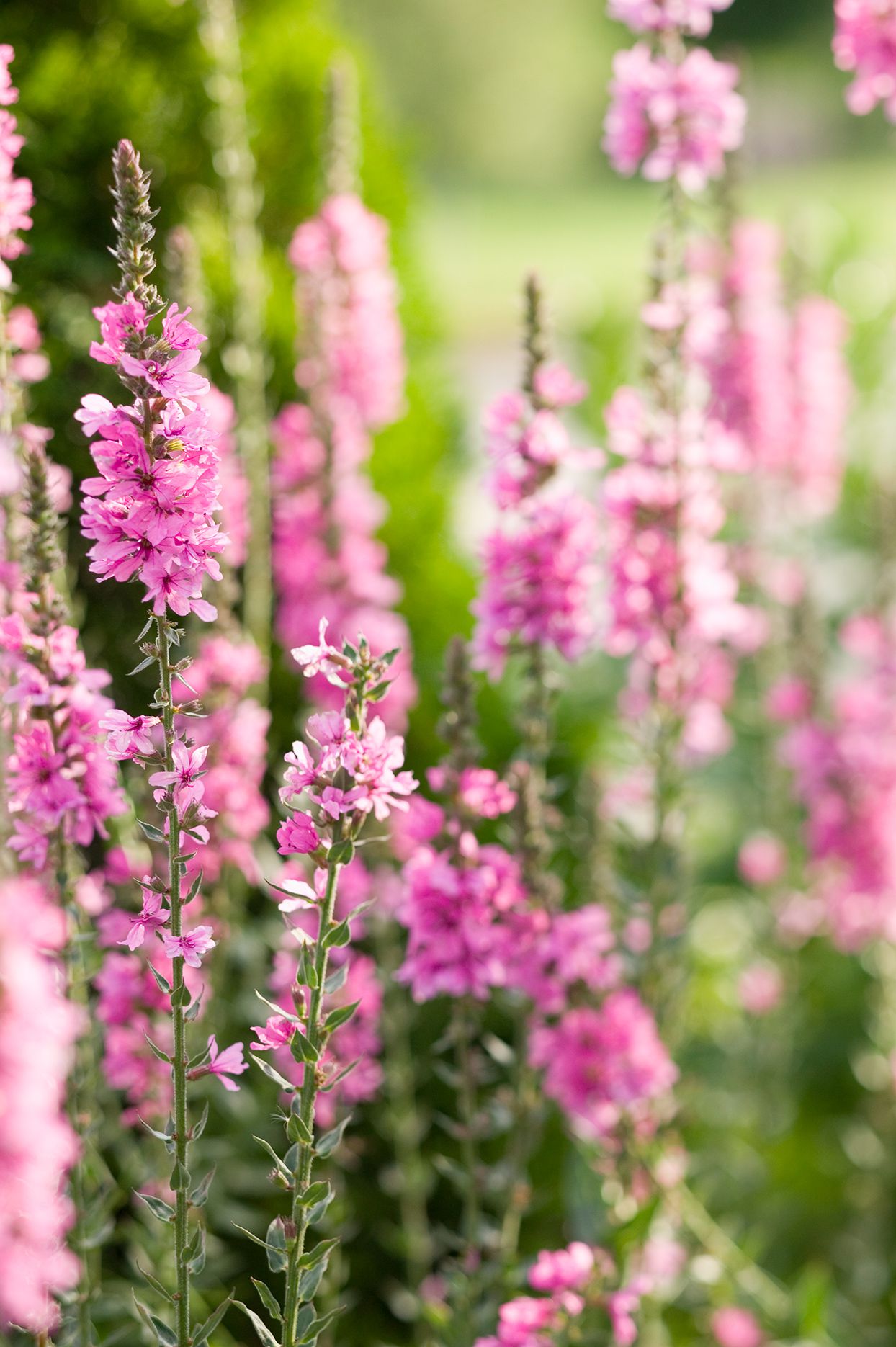 purple loosestrife in garden