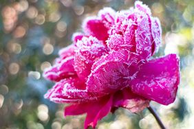 pink rose with ice crystals