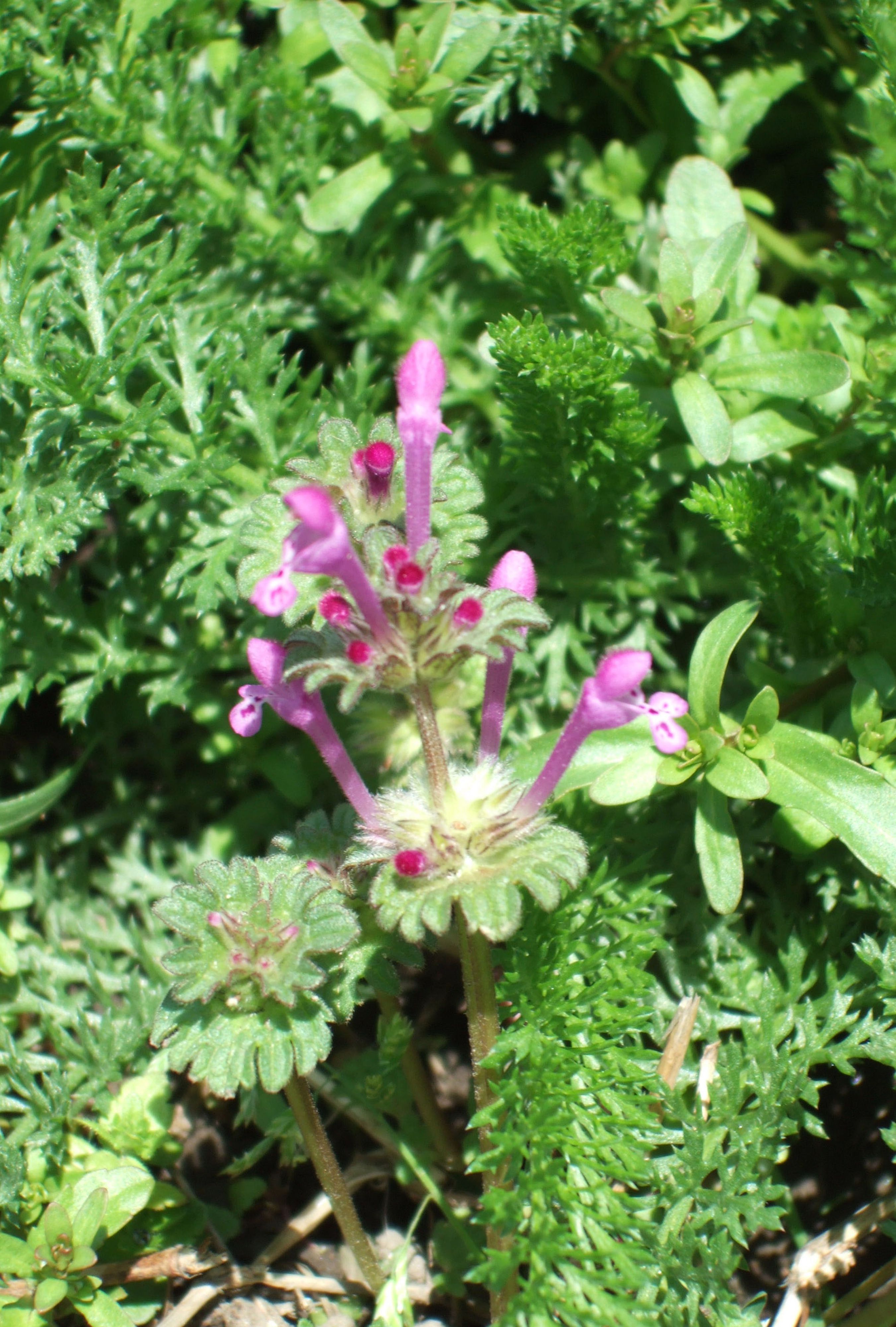 Henbit weed