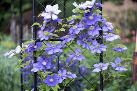 Clematis âGeneral Sikorskiâ 