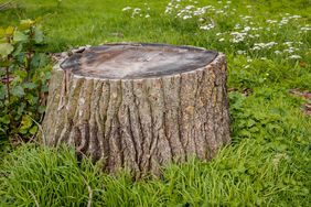 tree stump in grass 