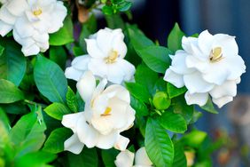 blooming gardenias