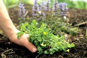 close up of someone pulling a weed from a garden