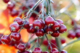 Chokeberry red berry plant