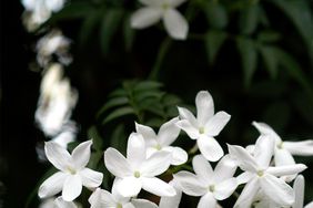 close up of white jasmine flowers