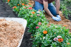 person mulching flower garden 