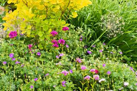 garden with golden smokebush