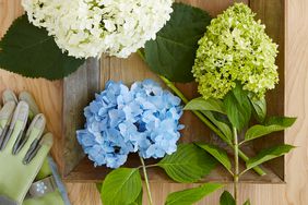 Hydrangea cuttings 