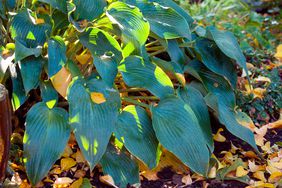 Green hosta plant with fall leaves