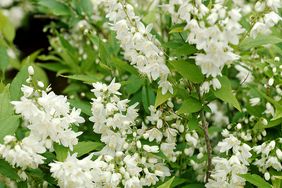 Chardonnay Pearls deutzia