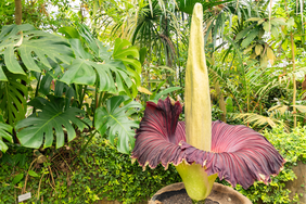 corpse flower blooming in lavish garden