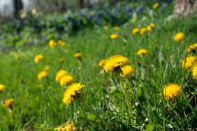 Dandelions in a grass lawn or yard