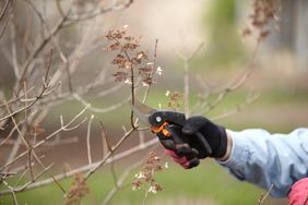 pruners cutting back dormant panicle hydrangea stem