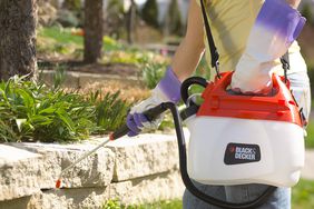 woman spraying perennial weeds