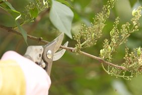 pruner pruning a lilac branch