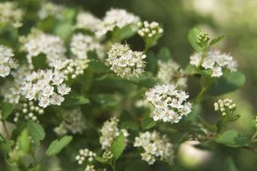 Close up of white spiraea 