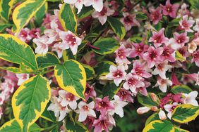 weigela blooms with green and yellow leaves