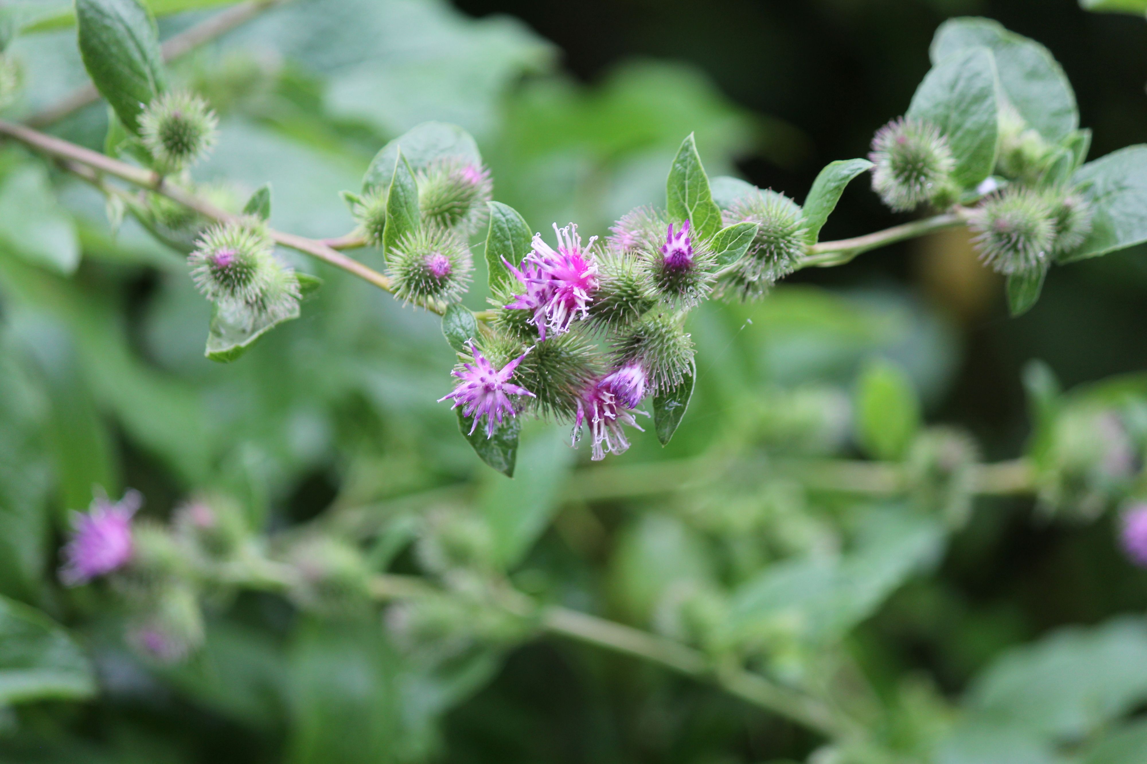 common burdock flowers close up