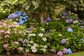 Garden of blooming hydrangeas