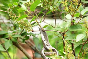 pruning lilac tree with garden shears 