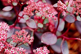 Sedum 'Vera Jameson'