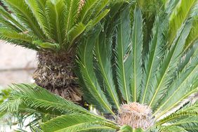 sago palm cycas revoluta