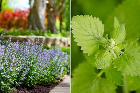 Camint in garden and close up of catnip