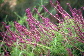 pink mexican sage salvia leucantha