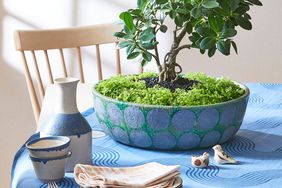 Bonsai ficus tree