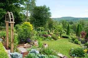 cabbage bed in tiered vegetable garden