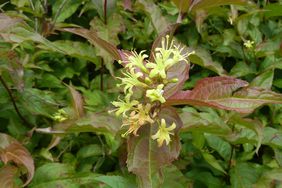 bush honeysuckle plant with yellow flowers