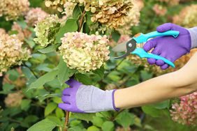 deadheading hydrangea