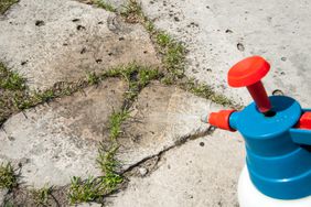 spraying grass between paving stones