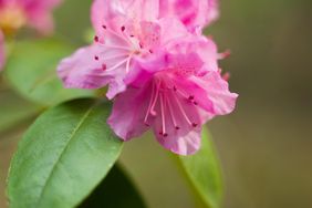 PJM Rhododendron