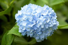 blue cluster of endless summer hydrangea