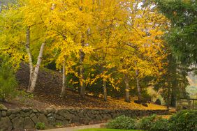 Paper birch tree with yellow leaves