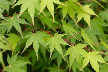 Seiryu Japanese maple leaves