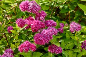 close up of spirea japonica double play doozie flowers and leaves