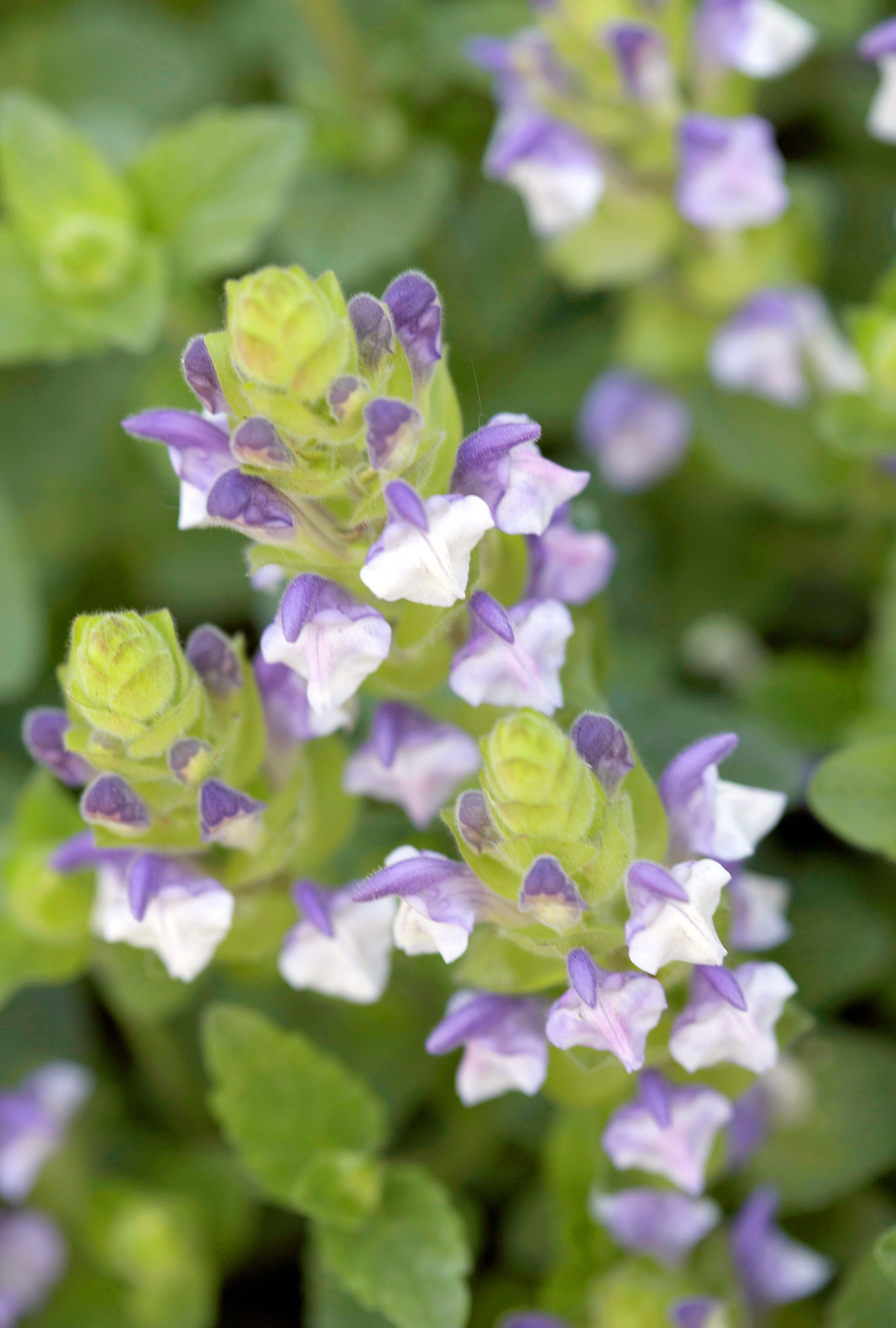 Prunella vulgaris