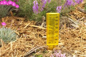 Rain water gauge in mulch 